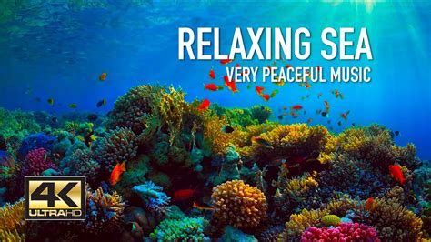 relaxing sea music|relaxing music with underwater video.